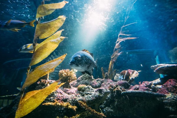 Comment intégrer un aquarium dans un mur de salon sans perturber l'esthétique générale ?