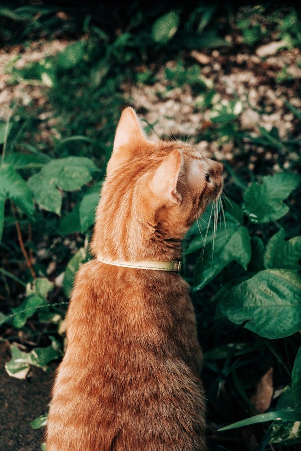 Comment planifier l'aménagement d'un jardin sur un terrain très incliné?