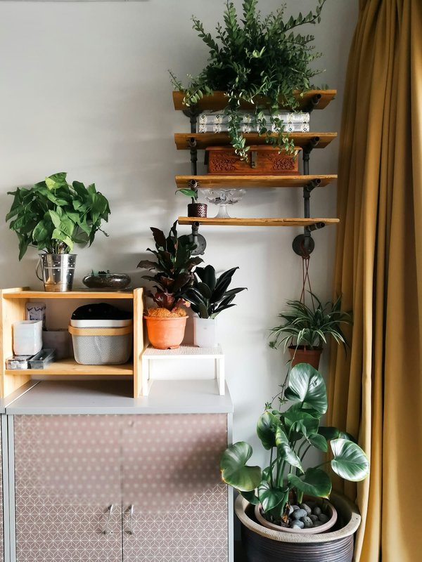 Rose sous cloche : l'éternelle élégance pour votre intérieur